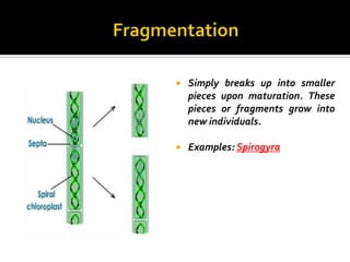    Simply breaks up into smaller
    pieces upon maturation. These
    pieces or fragments grow into
    new individuals.

   Examples: Spirogyra
 