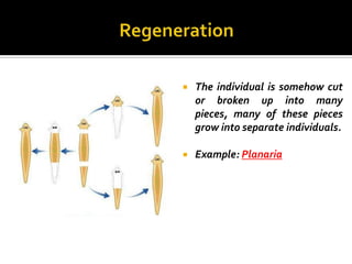    The individual is somehow cut
    or broken up into many
    pieces, many of these pieces
    grow into separate individuals.

   Example: Planaria
 