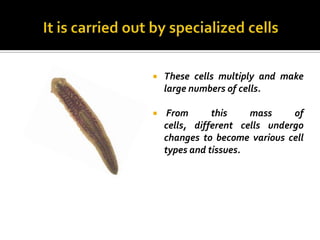    These cells multiply and make
    large numbers of cells.

    From      this    mass     of
    cells, different cells undergo
    changes to become various cell
    types and tissues.
 