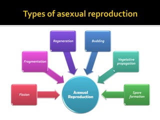 Regeneration       Budding




                                                 Vegetative
   Fragmentation
                                                propagation




Fission
                             Asexual                     Spore
                           Reproduction                formation
 