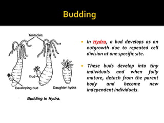    In Hydra, a bud develops as an
    outgrowth due to repeated cell
    division at one specific site.

   These buds develop into tiny
    individuals and when fully
    mature, detach from the parent
    body     and     become   new
    independent individuals.
 