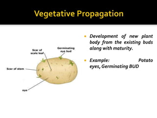    Development of new plant
    body from the existing buds
    along with maturity.

   Example:             Potato
    eyes, Germinating BUD
 