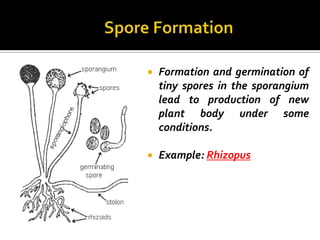    Formation and germination of
    tiny spores in the sporangium
    lead to production of new
    plant body under some
    conditions.

   Example: Rhizopus
 