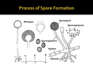 Sporangium

                          Sporongiospores




Sporongiophore


      Hyphae.



        Rhizoids
 