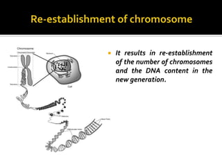    It results in re-establishment
    of the number of chromosomes
    and the DNA content in the
    new generation.
 