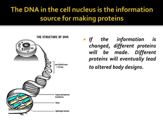    If   the    information     is
    changed, different proteins
    will be made. Different
    proteins will eventually lead
    to altered body designs.
 