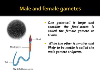    One germ-cell is large and
    contains the food-stores is
    called the female gamete or
    Ovum .

    While the other is smaller and
    likely to be motile is called the
    male gamete or Sperm.
 