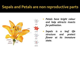    Petals have bright colour
    and help attracts insects
    for pollination.

   Sepals is a leaf life
    structure and   protect
    flower at its immature
    state.
 