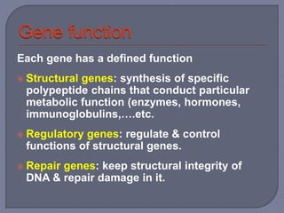 Each gene has a defined function
 Structural genes: synthesis of specific
polypeptide chains that conduct particular
metabolic function (enzymes, hormones,
immunoglobulins,….etc.
 Regulatory genes: regulate & control
functions of structural genes.
 Repair genes: keep structural integrity of
DNA & repair damage in it.
 