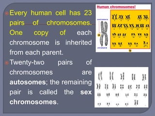 Every human cell has 23
pairs of chromosomes.
One copy of each
chromosome is inherited
from each parent.
Twenty-two pairs of
chromosomes are
autosomes; the remaining
pair is called the sex
chromosomes.
 