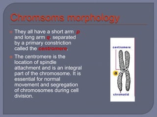 They all have a short arm p
and long arm q. separated
by a primary constriction
called the centromere.
 The centromere is the
location of spindle
attachment and is an integral
part of the chromosome. It is
essential for normal
movement and segregation
of chromosomes during cell
division.
 