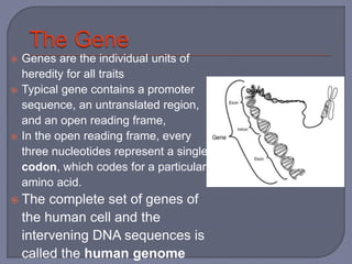  Genes are the individual units of
heredity for all traits
 Typical gene contains a promoter
sequence, an untranslated region,
and an open reading frame,
 In the open reading frame, every
three nucleotides represent a single
codon, which codes for a particular
amino acid.
 The complete set of genes of
the human cell and the
intervening DNA sequences is
called the human genome
 