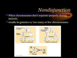 Nondisjunction
• When chromosomes don't separate properly during
meiosis.
• results in gametes w/ too many or few chromosomes.
 