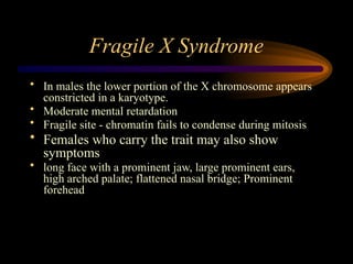 Fragile X Syndrome
• In males the lower portion of the X chromosome appears
constricted in a karyotype.
• Moderate mental retardation
• Fragile site - chromatin fails to condense during mitosis
• Females who carry the trait may also show
symptoms
• long face with a prominent jaw, large prominent ears,
high arched palate; flattened nasal bridge; Prominent
forehead
 
