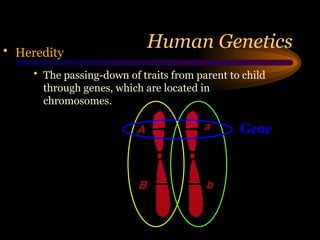 Human Genetics
• Heredity
• The passing-down of traits from parent to child
through genes, which are located in
chromosomes.
Gene
 