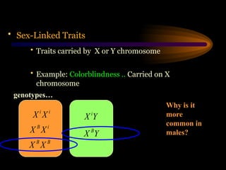 • Sex-Linked Traits
• Traits carried by X or Y chromosome
• Example: Colorblindness .. Carried on X
chromosome
genotypes…
i
B
X
X
i
i
X
X
B
B
X
X
Y
X i
Y
X B
Why is it
more
common in
males?
 