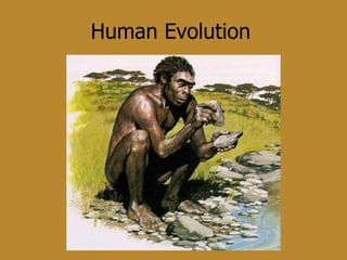 evolution of humans