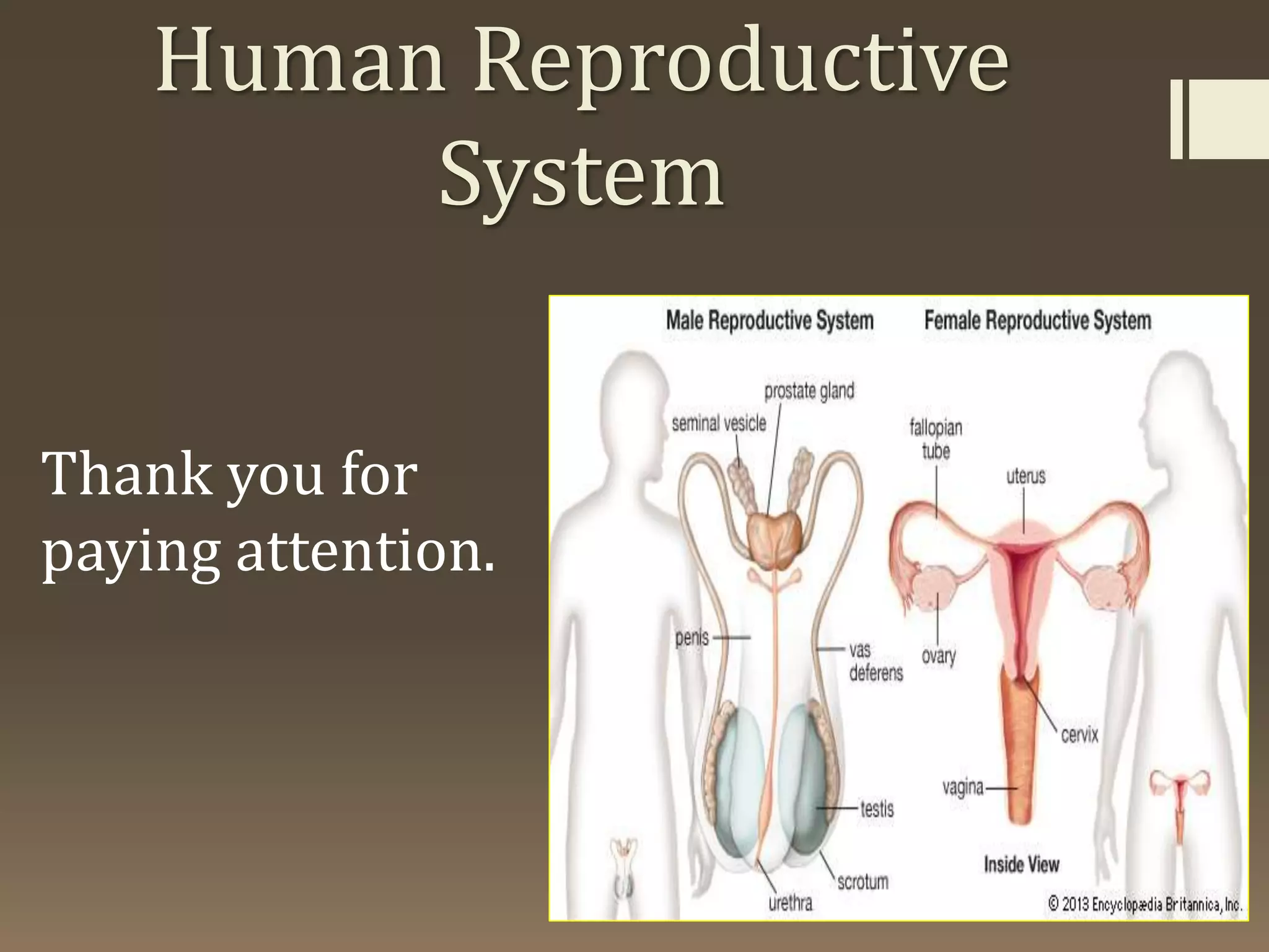 Human Reproductive
System
Thank you for
paying attention.
 