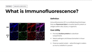 Comprehensive Overview of Immunofluorescence and Flow Cytometry ...