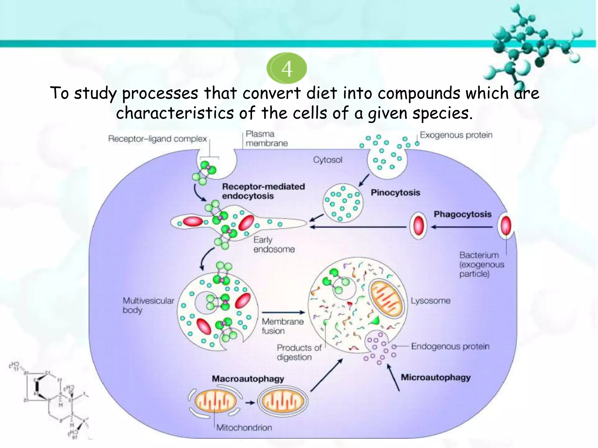 To study processes that convert diet into compounds which are
        characteristics of the cells of a given species.
 