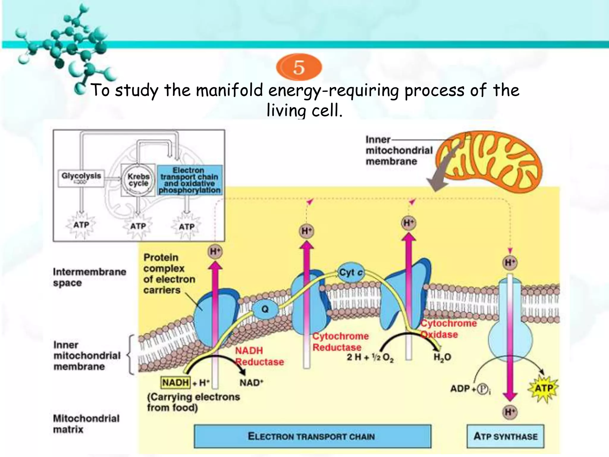 To study the manifold energy-requiring process of the
                      living cell.
 