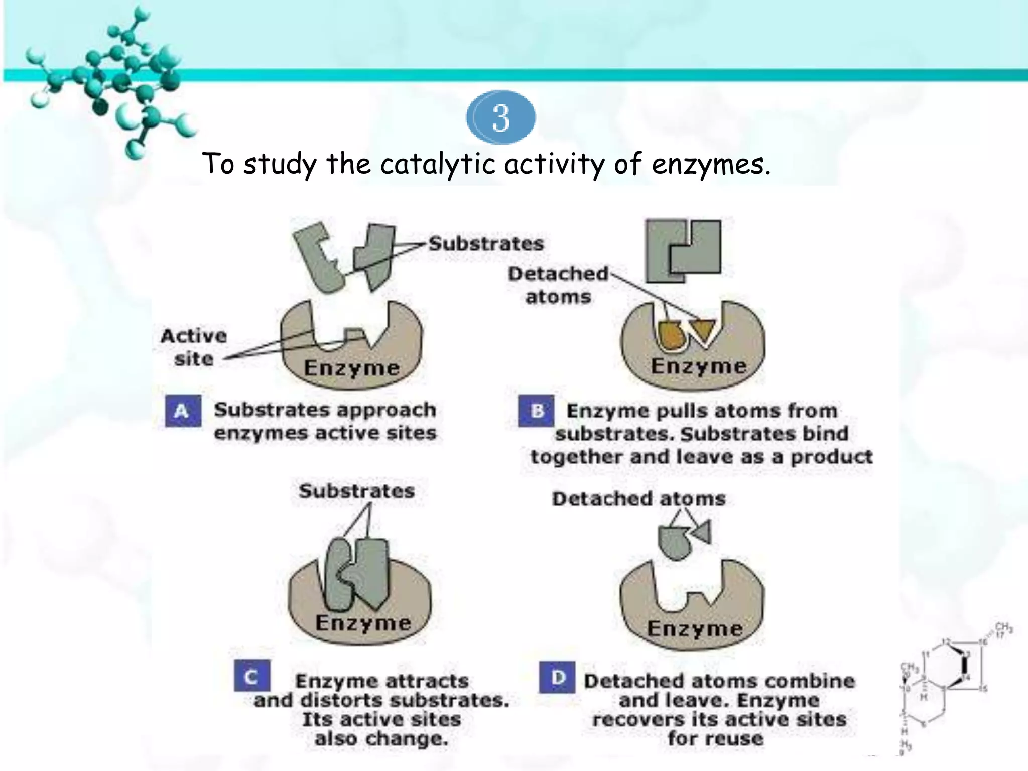 To study the catalytic activity of enzymes.
 