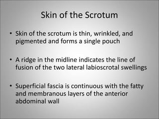 Scrotal Ridge 3-inguinal_canal.ppt