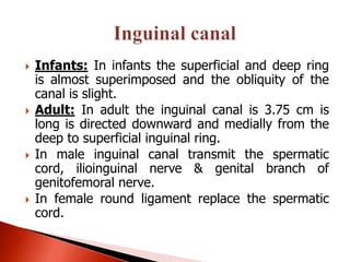    Infants: In infants the superficial and deep ring
    is almost superimposed and the obliquity of the
    canal is slight.
   Adult: In adult the inguinal canal is 3.75 cm is
    long is directed downward and medially from the
    deep to superficial inguinal ring.
   In male inguinal canal transmit the spermatic
    cord, ilioinguinal nerve & genital branch of
    genitofemoral nerve.
   In female round ligament replace the spermatic
    cord.
 