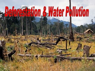 Deforestation & Water Pollution 