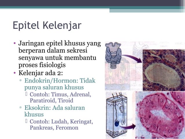 gambar jaringan ikat pada hewan