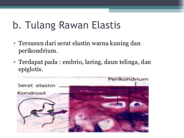 ppt jaringan hewan