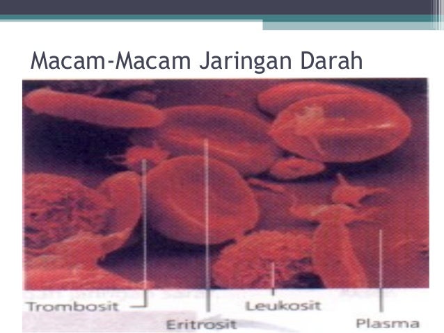 ppt jaringan  hewan 