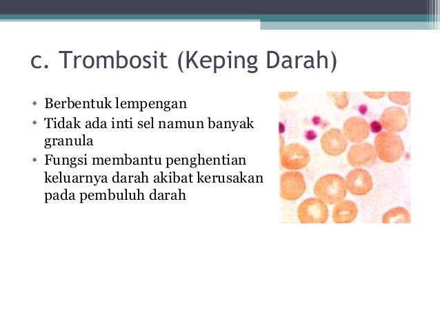  ppt  jaringan  hewan 