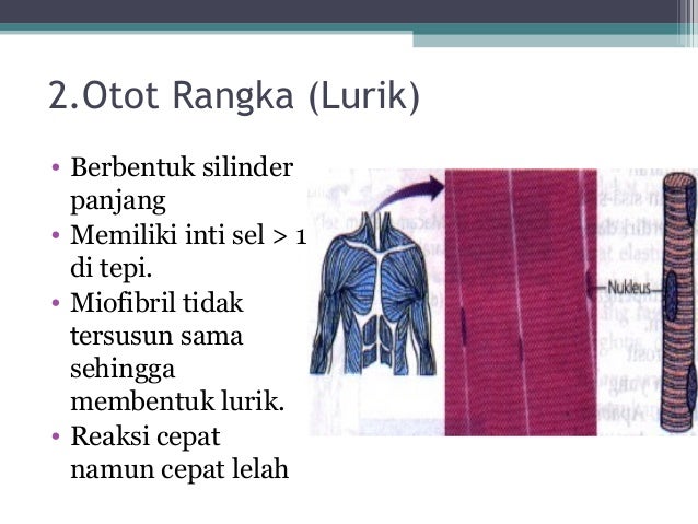 ppt jaringan hewan