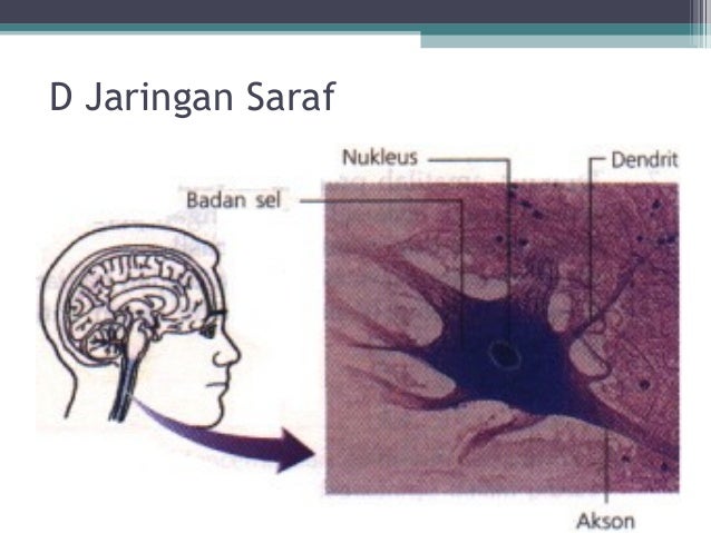  ppt  jaringan  hewan 