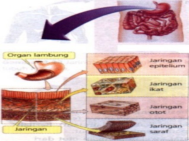  ppt  jaringan  hewan 