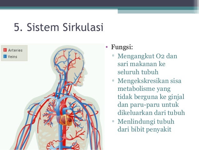  ppt  jaringan  hewan 