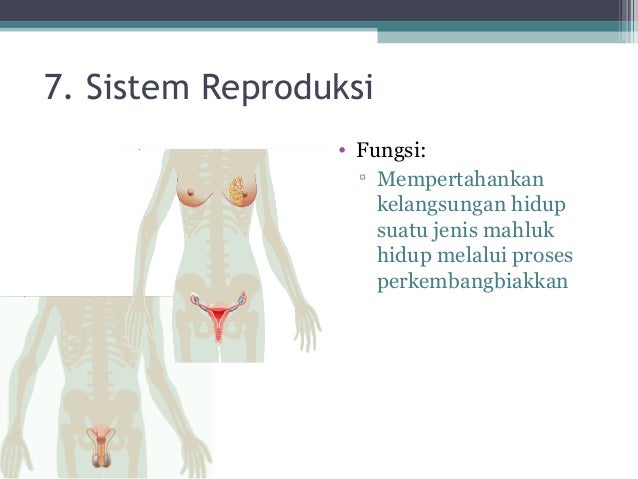  ppt  jaringan  hewan 