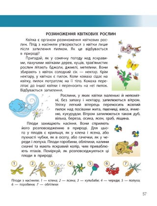 РОЗМНОЖЕННЯ КВІТКОВИХ РОСЛИН
Квітка є органом розмноження квіткових рос­
лин. Плід з насінням утворюється з квітки лише
після запилення пилком. Як це відбувається
в природі?
Пригадай, як у сонячну погоду над яскрави­
ми, пахучими квітками дерев, кущів, трав'янистих
рослин літають бджоли, джмелі, метелики. Вони
збирають з квіток солодкий сік — нектар. Крім
нектару, у квітках є пилок. Коли комаха сідає на
квітку, пилок потрапляє на її тіло. Комаха пере­
літає до іншої квітки і переносить на неї пилок.
Відбувається запилення.
Рослини, у яких квітки маленькі й непоміт­
ні, без запаху і нектару, запилюються вітром.
Улітку легкий вітерець переносить жовтий
пилок над посівами жита, пшениці, вівса, ячме­
ню, кукурудзи. Вітром запилюються також дуб,
вільха, береза, осика, ясен, граб, ліщина.
Плоди захищають насіння. Вони сприяють
його розповсюдженню в природі. Для цьо­
го у плодів є крильця, як у клена і ясена, або
пухнасті чубки, як в осоту, або гачечки, як у че­
реди і лопуха. Плоди горобини, обліпихи, калини
смачні та мають яскравий колір, чим приваблю­
ють птахів. Поміркуй, як розповсюджуються ці
плоди в природі.
Плоди з насінням: 1 — клена; 2 — ясена; 3 — кульбаби; 4 — череди; 5 — лопуха;
6 — горобини; 7 — обліпихи
57
 