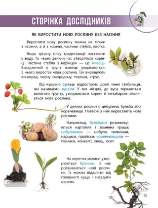 СТОРІНКА ДОСЛІДНИКІВ
ЯК ВИРОСТИТИ НОВУ РОСЛИНУ БЕЗ НАСІННЯ
Виростити нову рослину можна не тільки
з насіння, а й з кореня, частини стебла, листка.
Якщо зрізану гілку традесканції поставити
у воду, то через деякий час утворяться корін­
ці. Частина стебла з корінцем — це живець.
Висаджений у ґрунт живець укорінюється.
3 нього виростає нова рослина. Так вирощують
виноград, чорну смородину, порічки, аґрус.
Від кущиків суниць відростають довгі тонкі стебельця,
які називають вусами. У тих місцях, де вуса торкаються
вологого ґрунту, утворюються корені й незабаром з'явля­
ється нова рослина.
У деяких рослин є цибулина, бульба або
кореневище. Навесні з них виростають нові
рослини.
Наприклад, бульбами розмножу­
ються картопля і земляна груша;
цибулинами — цибуля, тюльпани,
нарциси, проліски; кореневищами —
півники, конвалії, хвощ, осот.
На коренях малини утво­
рюються бруньки. 3 них
розвиваються нові росли­
ни. їх можна відділити від
головного куща і висадити
окремо.
61
 