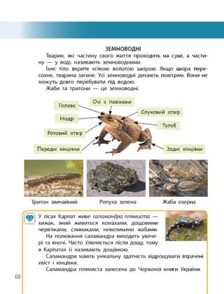 ЗЕМНОВОДНІ
Тварин, які частину свого життя проводять на суші, а части­
ну — у воді, називають земноводними.
їхнє тіло вкрите м'якою вологою шкірою. Якщо шкіра пере­
сохне, тварина загине. Усі земноводні дихають повітрям. Вони не
можуть довго перебувати під водою.
Жаби та тритони — це земноводні.
Голова
Ніздрі .........
Ротовий отвір
Передні кінцівки
Тритон звичайний Ропуха зелена
люк У лісах Карпат живе саламандра плямиста —
хижак, який живиться комахами, дощовими
черв'яками, слимаками, невеликими жабами.
На полювання саламандра виходить увече­
рі та вночі. Часто з'являється після дощу, тому
Жаба озерна
в Карпатах її називають дощівкою.
Саламандри мають унікальну здатність відрощувати втрачені
хвіст і кінцівки.
Саламандра плямиста занесена до Червоної книги України.
68
 