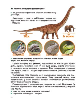 Чи існують нащадки динозаврів?
1. За допомогою інфографіки обчисліть можливу масу
динозавра.
Динозаври — одні з найбільших тварин, що
будь-коли жили на Землі, — є предками птахів
і плазунів.
6 тонн
2. Яких тварин зображено на фото? Що спільного в їхній будові
(форма тіла, кінцівки, шкіра)?
Сучасні плазуни, або рептилії, поділяються на кілька груп: кроко­
дили, ящірки, черепахи, змії. У них суха шкіра, вкрита лусочками
(у черепахи луска зрослася в панцир). Тіло складається з голови,
шиї, тулуба, хвоста. Плазуни періодично линяють (змінюють покрив
на новий).
Температура тіла плазунів, як і земноводних, залежить від тем­
ператури навколишнього середовища. Тому зимовий період вони
переживають у стані сплячки. Навесні починається розмноження.
Влітку їхня активність спадає.
Розмножуються і розвиваються плазуни на суші. Переважна їх
більшість відкладають яйця, вкриті шкірястою оболонкою, у верхній
шар ґрунту.
3. Чому цю групу тварин називають плазунами?
4. Порівняйте земноводних і плазунів.
14
 