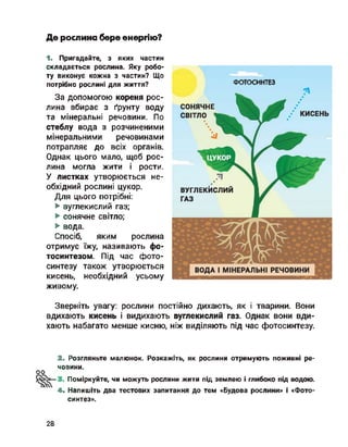 Де рослина бере енергію?
1. Пригадайте, з яких частин
складається рослина. Яку робо­
ту виконує кожна з частин? Що
потрібно рослині для життя?
За допомогою кореня рос­
лина вбирає з ґрунту воду
та мінеральні речовини. По
стеблу вода з розчиненими
мінеральними речовинами
потрапляє до всіх органів.
Однак цього мало, щоб рос­
лина могла жити і рости.
У листках утворюється не­
обхідний рослині цукор.
Для цього потрібні:
► вуглекислий газ;
► сонячне світло;
► вода.
Спосіб, яким рослина
отримує їжу, називають фо­
тосинтезом. Під час фото­
синтезу також утворюється
кисень, необхідний усьому
живому.
ФОТОСИНТЕЗ
Зверніть увагу: рослини постійно дихають, як і тварини. Вони
вдихають кисень і видихають вуглекислий газ. Однак вони вди­
хають набагато менше кисню, ніж виділяють під час фотосинтезу.
2. Розгляньте малюнок. Розкажіть, як рослини отримують поживні ре­
човини.
оо
Поміркуйте, чи можуть рослини жити під землею і глибоко під водою.
4. Напишіть два тестових запитання до тем «Будова рослини» і «Фото-
синтез».
28
 