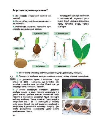 Як розмножуються рослини?
1. Які способи поширення насіння ви
знаєте?
2. Що потрібно, щоб із насінини вирос­
ла рослина?
3. Розгляньте малюнки. Розкажіть про
способи розмноження рослин.
Усередині кожної насінини
є маленький зародок рос­
лини. Щоб насіння проросло,
йому потрібні вода, тепло,
повітря.
КОРЕНЕВИЩЕМ
НАСІННЯМ
ЦИБУЛИНАМИ
живцямиБУЛЬБАМИ
4. Розмножте кімнатну рослину, наприклад традесканцію, живцем.
6. Проростіть насінини квасолі, пшениці, льону, гороху різними способами.
І) За допомогою губки з прорізами. Поди­
віться на фото і запишіть, що потрібно для
досліду; складіть план досліду. Кожні три дні
спостерігайте за станом насінин.
2) У яєчній шкаралупі. Попросіть дорослих
розбити навпіл б яєць, помити шкаралупи і в
денці кожної зробити шилом маленький отвір.
Насипте в половинки шкаралуп ґрунт і посадіть
вибрану насінину. Трохи полийте. Пронумеруйте
шкаралупи від 1 до 12. Покладіть у коробку
з-під яєць. Кожні три дні акуратно розбивайте
шкаралупу і діставайте насінину. Щоразу фік­
суйте результати: зазначайте дату, робіть
вимірювання і фото.
ЗО
 