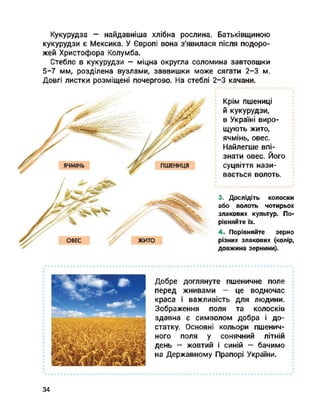 Кукурудза - найдавніша хлібна рослина. Батьківщиною
кукурудзи є Мексика. У Європі вона з'явилася після подоро­
жей Христофора Колумба.
Стебло в кукурудзи — міцна округла соломина завтовшки
5-7 мм, розділена вузлами, заввишки може сягати 2-3 м.
Довгі листки розміщені почергово. На стеблі 2-3 качани.
ячмінь ПШЕНИЦЯ
ЖИТО
Крім пшениці
й кукурудзи,
в Україні виро­
щують жито,
ячмінь, овес.
Найлегше впі­
знати овес. Його
суцвіття нази­
вається волоть.
3. Дослідіть колоски
або волоть чотирьох
злакових культур. По­
рівняйте їх.
4. Порівняйте зерно
різних злакових (колір,
довжина зернини).
ОВЕС
Добре доглянуте пшеничне поле
перед жнивами — це водночас
краса і важливість для людини.
Зображення поля та колосків
здавна є символом добра і до­
статку. Основні кольори пшенич­
ного поля у сонячний літній
день - жовтий і синій - бачимо
на Державному Прапорі України.
34
 