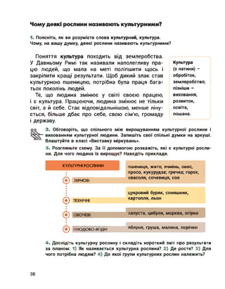 Чому деякі рослини називають культурними?
1. Поясніть, як ви розумієте слова культурний, культура.
Чому, на вашу думку, деякі рослини називають культурними?
Поняття культура походить від землеробства.
У Давньому Римі так називали наполегливу пра­
цю людей, що мала на меті поліпшити щось і
закріпити кращі результати. Щоб дикий злак став
культурною пшеницею, потрібна була праця бага­
тьох поколінь людей.
Те, що людина змінює у світі своєю працею,
і є культура. Працюючи, людина змінює не тільки
світ, а й себе. Стає відповідальнішою, менше ліну­
ється, більше дбає про себе, свою сім'ю, громаду
і державу.
Культура
(з латини) -
обробіток,
землеробство;
пізніше -
виховання,
розвиток,
освіта,
пошана.
оо 2. Обговоріть, що спільного між вирощуванням культурної рослини і
вихованням культурної людини. Запишіть свої спільні думки на аркуші.
Влаштуйте в класі «Виставку міркувань».
3. Розгляньте схему. За її допомогою розкажіть, які є культурні росли­
ни. Для чого людина їх вирощує? Наведіть приклади.
КУЛЬТУРНІ РОСЛИНИ
(5) ЗЕРНОВІ
(♦) ТЕХНІЧНІ
(І) ОВОЧЕВІ
(5) ПЛОДОВО-ЯГІДНІ
пшениця, жито, ячмінь, овес,
просо, кукурудза; гречка; горох,
квасоля, сочевиця, соя
цукровий буряк, соняшник,
картопля, льон
капуста, цибуля, морква, огірки
яблуня, груша, малина, порічки
4. Дослідіть культурну рослину і складіть короткий звіт про результати
за планом: 1) Як називається культурна рослина? 2) Де росте? 3) Для
чого потрібна людям? 4) До якої групи культурних рослин належить?
38
 