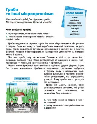 гриби
грибниця
плодове тіло
мікроорганізми
бактерії
віруси
щеплення
Гриби
та інші мікроорганізми
Чим особливі гриби?Досліджуємо гриби.
Мікроскопічні організми. Великий колообіг
Чим особливі гриби?
1. Що ви уявляєте, коли чуєте слово гриби?
2. Які ви знаєте їстівні гриби? Назвіть і опишіть
отруйні гриби.
Гриби виділили в окрему групу, бо вони відрізняються від рослин
і тварин. Вони не можуть самі виробляти поживні речовини, як рос­
лини. Гриби живляться готовими речовинами з ґрунту, де є рештки
рослин і тварин, перетворюють їх на перегній. Для життя їм потрібні
тепло і волога.
Частина гриба, яку ви можете бачити в лісі, — це лише його
верхівка, плодове тіло. Воно складається із шапинки і ніжки. Най­
головніша — підземна частина гриба — грибниця.
Часом нитки грибниці зростаються з корінням дерев. Дерево і гри­
би разом живляться. Грибниця допомагає рослинам добувати
з ґрунту воду і мінеральні солі.
Дерева діляться з грибами пожив­
ними речовинами, які виробляють
у листі. Тому гриби часто ростуть
під деревами.
Гриби не мають насіння. Вони
розмножуються спорами, які утво­
рюються на пластинках на
нижньому боці шапинки.
3. Чим гриби схожі на тварин, а чим -
на рослини?
4. Чому назви багатьох грибів пов'язані
з деревами?
ПЛОДОВЕ ТІЛО
41
 