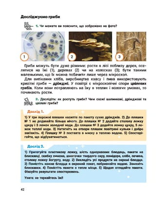 Досліджуємо гриби
оо
і. Чи можете ви пояснити, що зображено на фото?
Гриби можуть бути дуже різними: рости в лісі поблизу дерев, осе­
лятися на їжі (1), деревах (2) чи на колосках (3); бути такими
маленькими, що їх можна побачити лише через мікроскоп.
Для випікання хліба, виробництва квасу і пива використовують
крихітні гриби - дріжджі. У повітрі є мікроскопічні спори цвілевих
грибів. Коли вони потрапляють на їжу в теплих і вологих умовах, то
починають рости.
2. Дослідіть: як ростуть гриби? Чим схожі шапинкові, дріжджові та
цвілеві гриби?
Дослід 1.
1) У три порожні пляшки насипте по пакету сухих дріжджів. 2) До пляшки
№ 1 не додавайте більше нічого. До пляшки № 2 додайте столову ложку
цукру і 5 ложок холодної води. До пляшки № 3 додайте ложку цукру, 5 ло­
жок теплої води. 3) Натягніть на отвори пляшок повітряні кульки і добре
зав'яжіть. 4) Пляшку № 3 поставте в миску з теплою водою. 5) Спостері­
гайте, що відбуватиметься.
Дослід 2.
1) Приготуйте пластикову ложку, шість одноразових блюдець, пакети на
блискавці, скибку лимона, шматочки твердого сиру, помідора, хліба, печива,
столову ложку йогурту, воду. 2) Викладіть усі продукти на окремі блюдця.
3) Помістіть кожне блюдце в окремий пакет, побризкайте водою. Замкніть
блискавки. 4) Помістіть пакети в тепле місце. 5) Щодня оглядайте пакети.
Фіксуйте результати спостережень.
Увага: не торкайтесь їжі!
42
 
