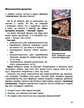 Мікроскопічні організми
Мікроорганізми.
Фото, отримане за до
помогою мікроскопа
1- Знайдіть спільну частину в словах мікроскоп
і мікроорганізм. Що вона означає?
Ми їх не бачимо, але ці малесенькі ор­
ганізми є скрізь. На їжі, на поверхні
і всередині наших тіл, у водоймах, ґрунті,
у пилу, що висить у повітрі. Це мікро­
організми (мікроби) — бактерії і віруси.
На Землі бактерій більше, ніж будь-яких
інших живих організмів. А в організмі лю­
дини — більше, ніж клітин.
Бактерії:
► допомагають нам перетравлювати їжу;
► виробляють близько половини кисню
на планеті (ті, що живуть в океані);
к розкладають рештки живих організ­
мів;
► використовуються для виробництва
харчових продуктів, наприклад йогур­
ту та сиру;
► спричинюють хвороби (дизентерію, ме­
нінгіт, сальмонельоз та ін.).
Віруси набагато менші за бактерії. Потрапляючи в організм, вони
починають робити свої копії. Без живої істоти віруси жити не мо­
жуть. Вірусними хворобами є грип, кір, віспа.
Людське тіло може захиститися від мікроорганізмів, що виклика­
ють хвороби. Потрібно мити руки, чистити зуби, вживати здорову
і різноманітну їжу, яка підтримує корисні мікроби в нашому організмі.
Єдиним засобом захисту від багатьох інфекційних хвороб є щеплення
(вакцинація). Завдяки щепленням людство змогло позбутися хвороб,
від яких помирали мільйони.
2. Складіть схему «Чим корисні бактерії».
3. Поясніть, чим небезпечні бактерії і віруси.
4. Як людина може захиститися від шкідливих мікроорганізмів?
43
 