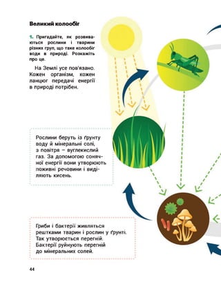 Великий колообіг
1. Пригадайте, як розвива­
ються рослини і тварини
різних груп, що таке колообіг
води в природі. Розкажіть
про це.
На Землі усе пов'язано.
Кожен організм, кожен
ланцюг передачі енергії
в природі потрібен.
Рослини беруть із ґрунту
воду й мінеральні солі,
з повітря - вуглекислий
газ. За допомогою соняч­
ної енергії вони утворюють
поживні речовини і виді­
ляють кисень.
Гриби і бактерії живляться
рештками тварин і рослин у ґрунті.
Так утворюється перегній.
Бактерії руйнують перегній
до мінеральних солей.
44
 